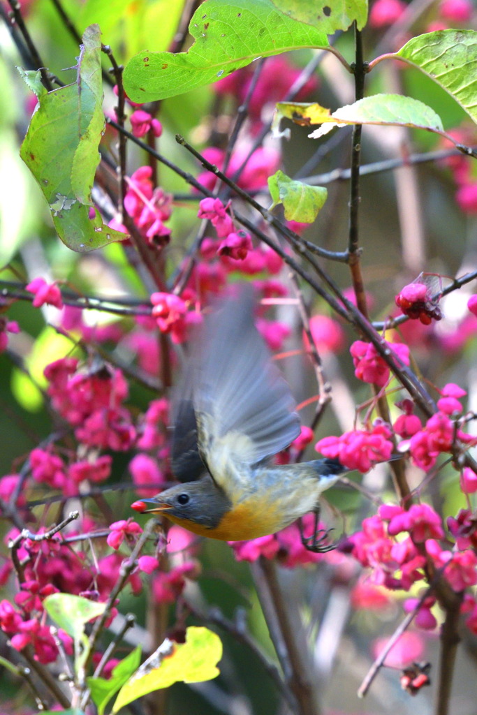 ヒット アウェイ By キツツキ Id 9065178 写真共有サイト