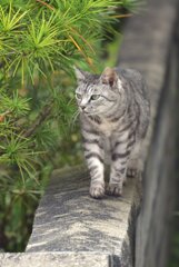 ねこのほそ道