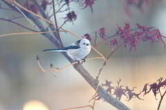 プリティエンジェル