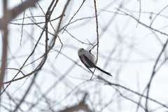 天使のブランコ