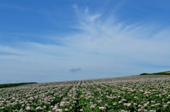 大地の恵み