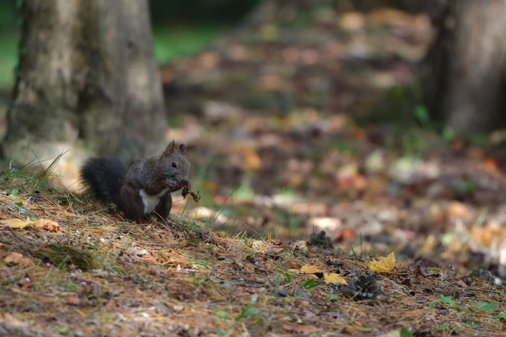 カリカリ