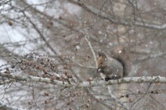 雪中レストラン