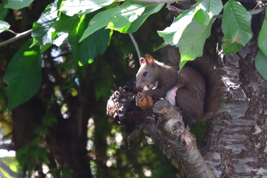 樹の上のレストラン