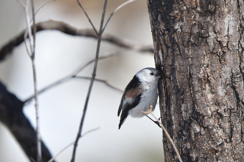 初めてのチュー
