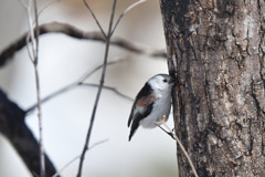 初めてのチュー