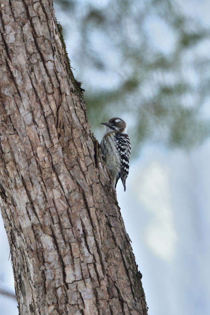 コゲラっちの朝