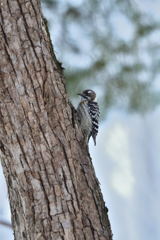 コゲラっちの朝