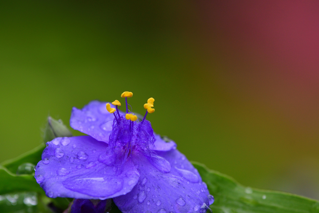 しっとり雨上り