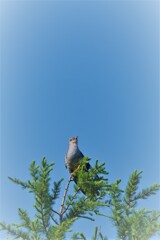 初夏の空へ