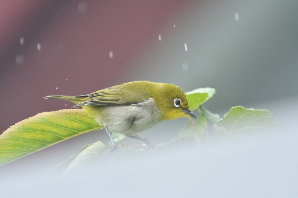 雨に濡れても