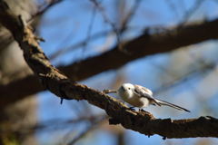 借りてきた猫のような鳥
