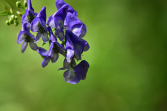 綺麗な花には