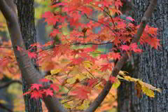 紅葉観賞