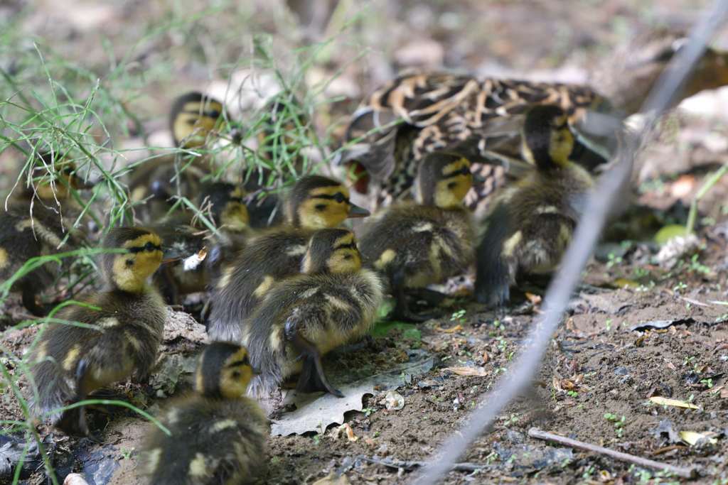 ぞろぞろ