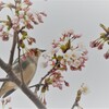 花見鳥