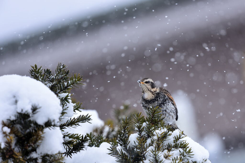 風雪に耐え