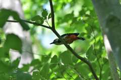 グリーンホール