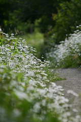 奥の花道