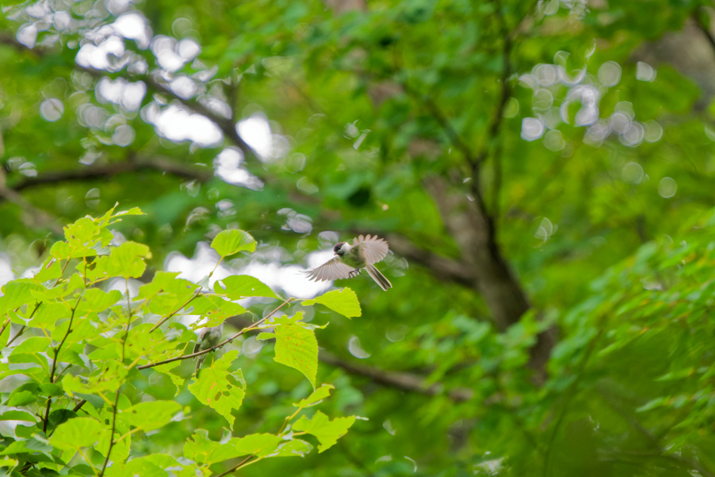 緑の鳥ポート
