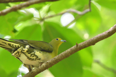 青い森の青い鳩