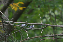 ダブルエンジェル