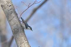 鼻息荒く