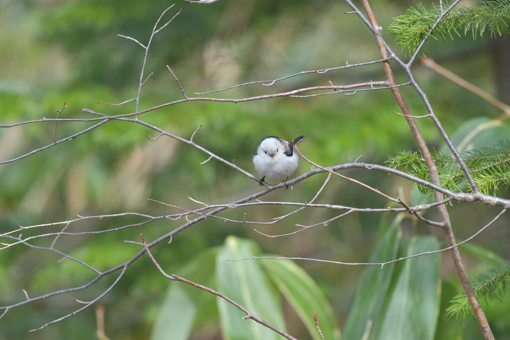 にらめっこしよう