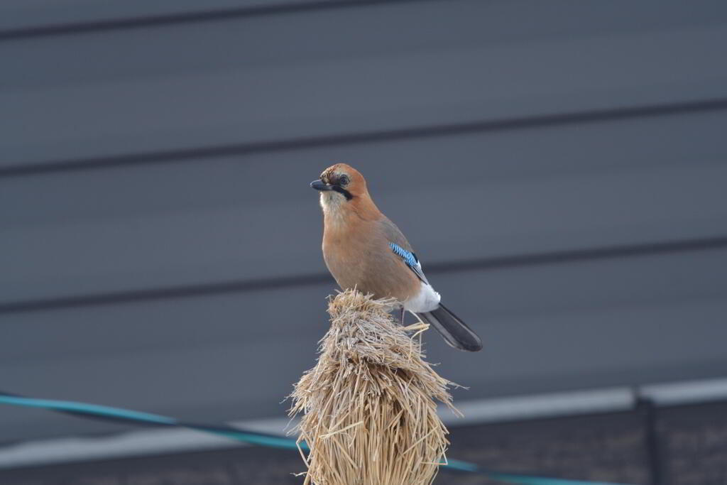 むかいのカケス