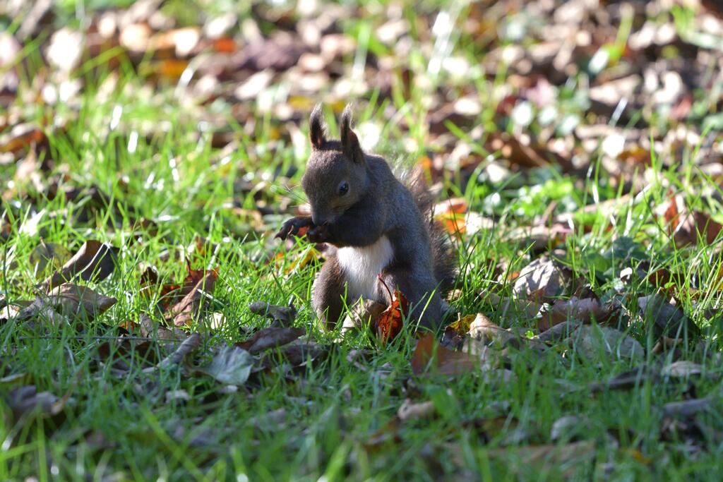 一人フラダンス