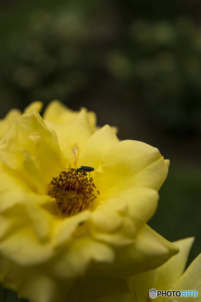 薔薇