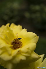 薔薇