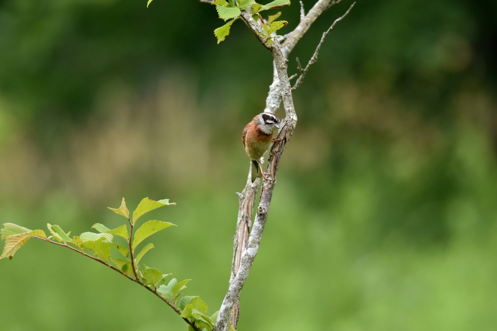 あれ、なんだ？