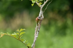 あれ、なんだ？