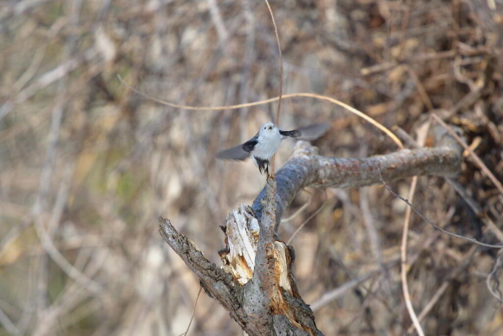 たれ目が飛んだ