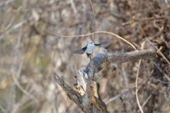 たれ目が飛んだ