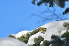 雪マスク