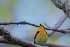 橙一点