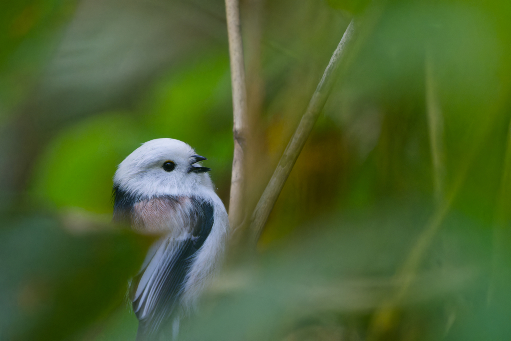 おしゃべり天使