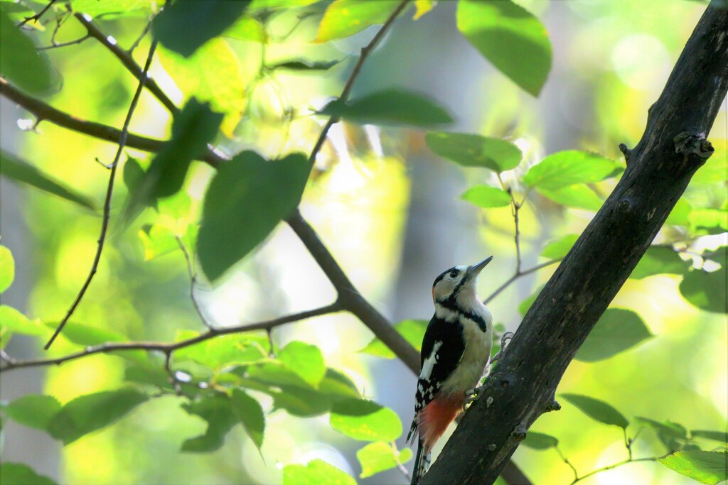 秋声が聞こえる