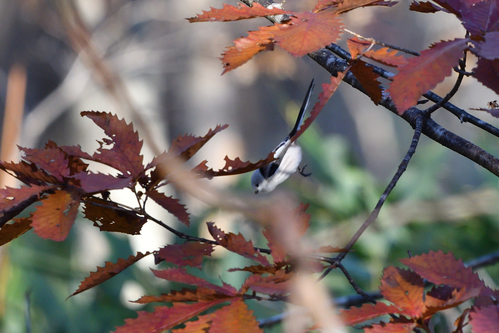 紅葉ダイブ