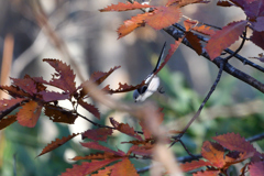紅葉ダイブ