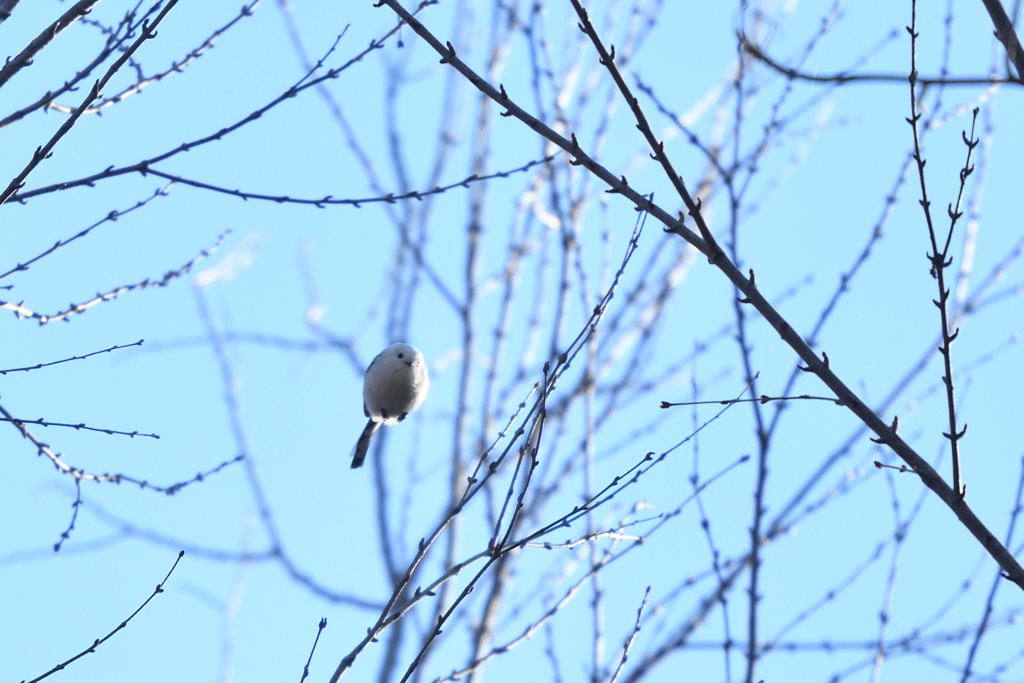 空飛ぶたまご