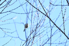 空飛ぶたまご
