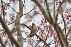桜色の頃