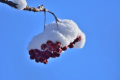 雪持ち