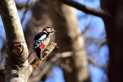 ダンディズムⅡ