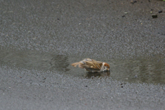 恵みの雨