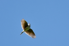 美空