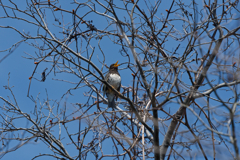 春高らかに